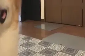 柯基为什么养两只？这两只魔性的后退姿势萌翻了哈哈！