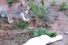 狗狗老想欺负猞猁，猞猁低伏身子收紧尾巴，狗狗却懵然不知！视频封面