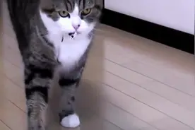 猫咪被鱼钩钩到嘴了，这货赶紧躲在盒子里，不让主人看！