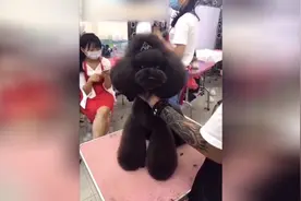 狗狗美容之后大变样，每只都有惊艳的感觉