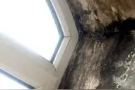 生虫发霉长毛掉墙皮 雨季来临哈市部分小区顶层房屋遭了秧图片