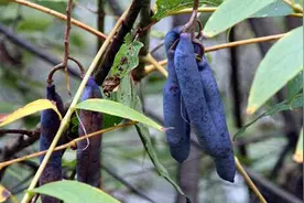 野香蕉是什么 野香蕉可以吃吗图片