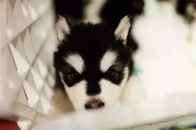 天使还是魔鬼，看你怎么教图片