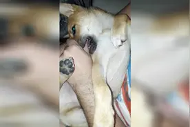 狗吮吸拇指！在巴西里约热内卢一只喜欢吸吮手指的狗狗视频封面