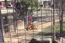 加拿大女子冒险翻虎圈捡帽被骂“白痴”图片