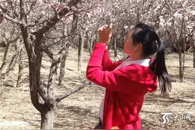 伊吾县苇子峡乡第二届杏花节开幕图片