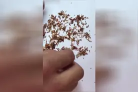 注意啦，这几种烟里含有纸屑视频封面