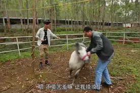 旅行德保县才知矮马世界上稀有珍品专家说：比著名英国逐马还矮视频封面