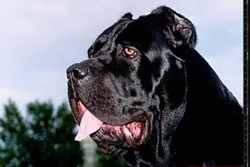 欧洲第一军犬：卡斯罗真心太彪悍图片