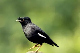 如何快速的教八哥学会说话图片