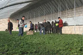 兰州新区中渭生态农场打造全省新型生态农场示范基地图片