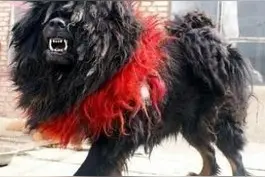 黑心藏獒贩子给獒注射微量狂犬病毒，鬼脸獒王是这么来的图片