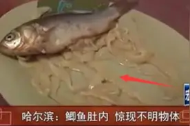喜欢吃鱼的一定要看！发现鱼肚子里有这个千万別吃！