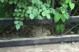 多少年没见过野生刺猬了 在济南看到了图片