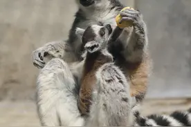 小猴子也想吃水果图片