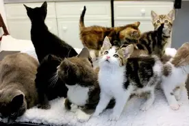 猫爸猫妈无奈地带着一窝小猫崽到收容所，一家八口就这样被抛弃了图片