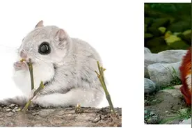 萌翻人类的六种鼠鼠盘点图片