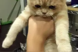 可爱的小橘猫一吃药就哭，看到它满眼泪水的样子，大家都不禁心疼图片