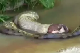 受惊之后需要逃跑，6米长巨蟒吐出整只未消化奶牛图片