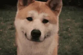 《忠犬八公》细水流长讲述秋田犬的忠诚图片