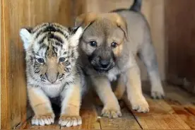 在武汉，你家有这货吗？或萌或贱或呵呵你一脸......图片