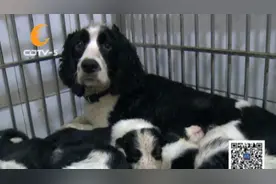 一胎15只 狗妈妈好“傲娇”图片