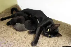 猫妈妈被救后，又带领救援人员找到自己刚生的一窝小猫图片