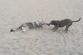 史上最懒拔河！这只狗竟懒到连抢食都趴着对决！比赛过程让人傻眼图片