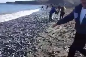 中国近海无鱼？俄罗斯近海毛鳞鱼泛滥视频封面