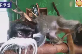 夭寿啦！不要告诉我你们都知道，居然有一种猴子长得像爷爷！图片