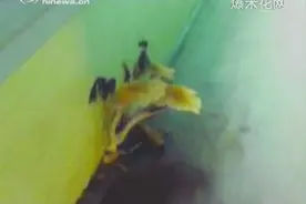 南京一公交车车厢里长出蘑菇 只因环境太好！图片