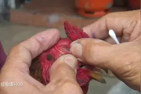 老兽医从公鸡眼里挤出几十只寄生虫，鸡居然没死！主人连喊佩服。