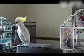 当鹦鹉听到杰克逊的音乐后 我真的震惊了！视频封面