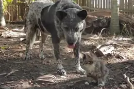 猫咪因为小脑残疾而被遗弃，遇到狗狗后竟改变了它的一生！图片