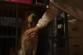 我家拉布拉多做坏事不敢出来，还会用手阻止我叫我不再打它了图片