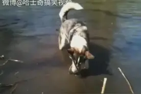 看到别人家的狗会捉鱼，主人也想让家里的哈士奇试试，可结果呢？图片