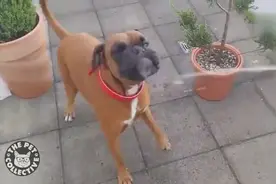 天下武功唯快不破，用脸接招，此汪当属第一！图片