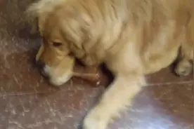 骨头啃得正香，突然骨头被抢了，金毛会不会疯？图片