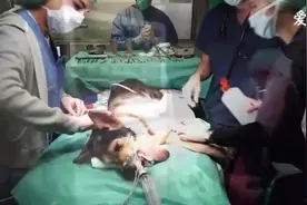 实拍救助者给流浪狗狗做颈部肿瘤切除手术全过程！此处应该有掌声