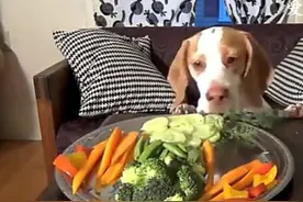 看完你就明白了，养狗并不是一件很“幸福”的事！有同感的举手!