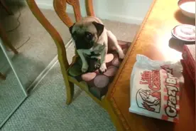 十个狗狗做错事被训装可怜的经典视频，主人都不舍得训了，笑翻了图片