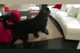 狗狗跟孩子捉迷藏，狗狗还歪过去头不看，太有爱了！图片