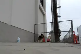 狗狗一直原地等待遗弃它的主人，好心人决定收养它，这是全过程图片