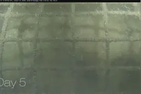 猪浸在水里消逝的过程，很多人问换成贪官会怎样，这样不好吧图片