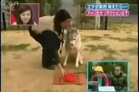 整狗节目：狗碗突然消失的反应！第四个哈士奇笑死了！图片
