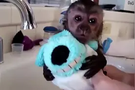 动物逗趣洗澡合集图片