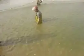 电虾，噼里啪啦的跳！视频封面