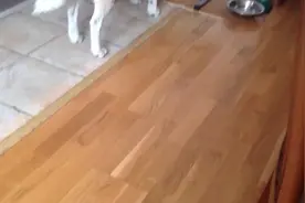 哈士奇优雅用餐，猫咪努力抱大腿也没能分得一杯羹图片