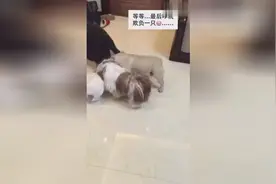 狗狗也爱凑热闹，可是现场局势变化的太出汪意料了图片