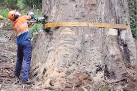 90米高的大树，伐木工如何将它放倒，看完解开我多年的疑惑